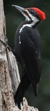 Pileated Woodpecker