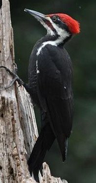 Toco Toucan (Ramphastos) 