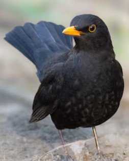 Common Blackbird (Turdus merula)