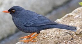 Indian blackbirds ( Turdus simillimus )