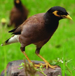 Common Myna (Acridotheres Tristis)