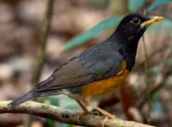 Black-Breasted Thrush (Turdus Dissimilis)