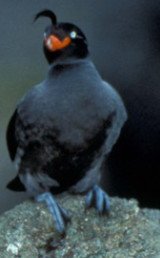 Crested Anklet ( Aethia Cristatella)