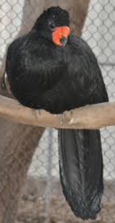 Wattled Curassow (Crax Globulosa)