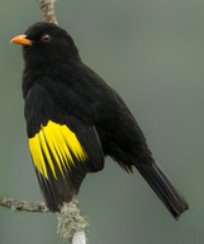 Black and Gold Cotinga (Lipaugus Ater)