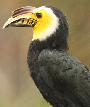 Hornbill (Bucerotidae)