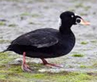 Surf Scoter (Melanitta perspicillata)