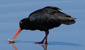 Variable Oystercatcher ( Haematopus Unicolor)