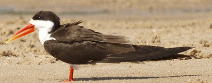 African Skimmer (Rynchops Flavirostris)
