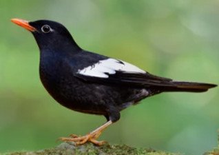 Gray-Winged Black Bird (Turdus Boulboul)
