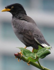 Javan Myna ( Acridotheres Javanicus)