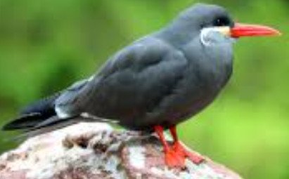 Inca Tern ( Larosterna Inca)