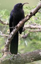 Abyssinian Scimitarbill ( Rhinopomastus Minor)