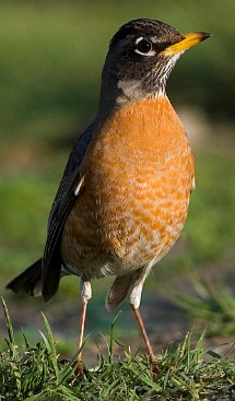 American Robin (Turdus Migratorius)