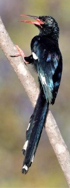 Green Wood Hoopoe Hoopoe (Phoeniculus Purpureus)