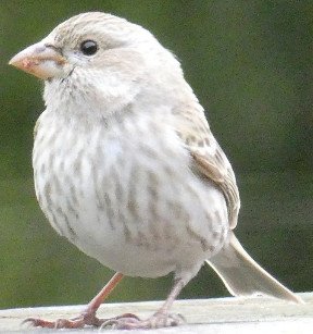 Leucistic House Finch