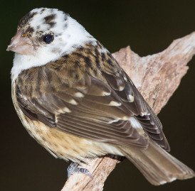 Leucistic Grosbeak