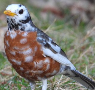 Leucistic American Robin