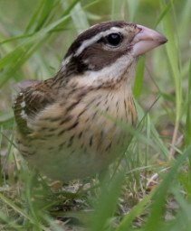Leucistic Rose-Breasted Grosbeak 