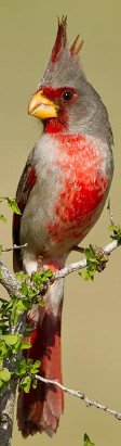 Leucistic Pyrrhuloxia/ Desert Cardinal 