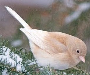 Leucistic Dark-Eyed Junco 