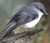 White-Breasted Robin