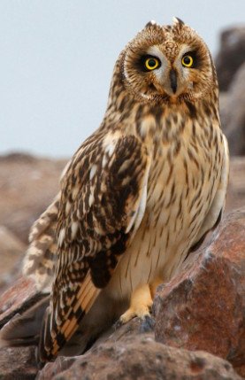 Short Eared Owl