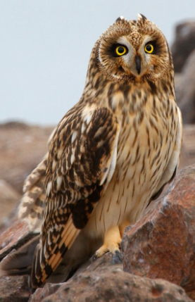 Short Eared Owl 