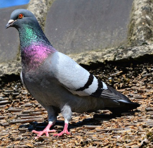 Rock Pigeon 