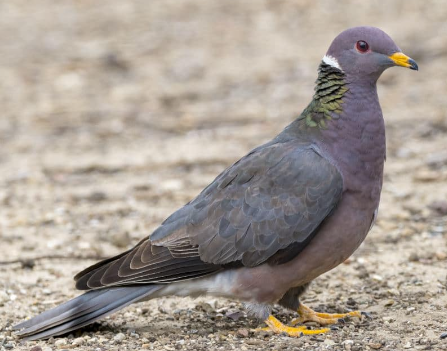  Band Tailed Pigeon 