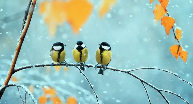 The Science Behind Cutest Animal