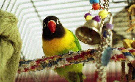 Behavioral Traits of Birds Make Them Cute
