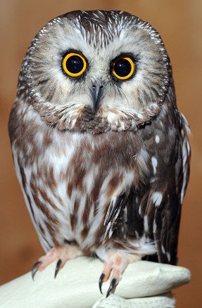 Northern Saw-whet Owl