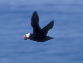 Tufted Puffin ( Fratercula cirrhata)