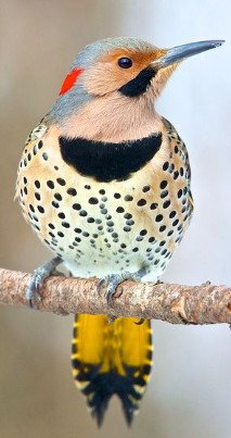 Northern Flicker