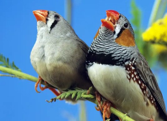Types Birds and Their Chirping