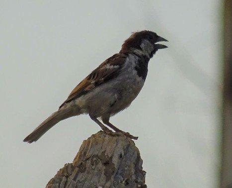 Spiritual Meaning of Birds Chirping