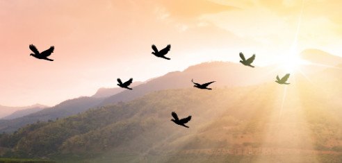 Birds Chirping on Your Dreams