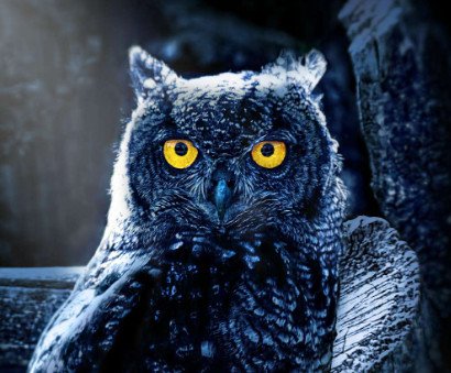 Physical Characteristics of Owls