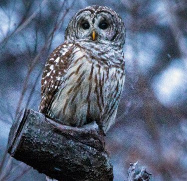 Scary Behavioral Traits of Owls