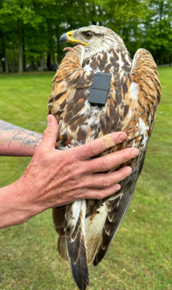 Hawk Conservation Efforts 