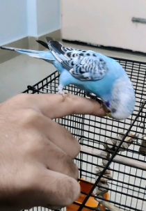 Do Parakeets Bites