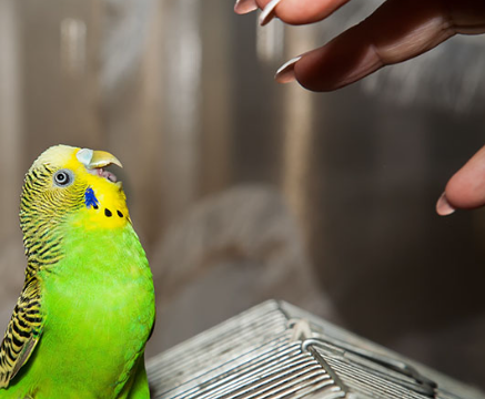 Why Do Parakeets Bite
