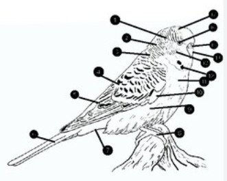 Parakeet Anatomy