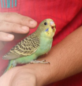 Parakeet Care
