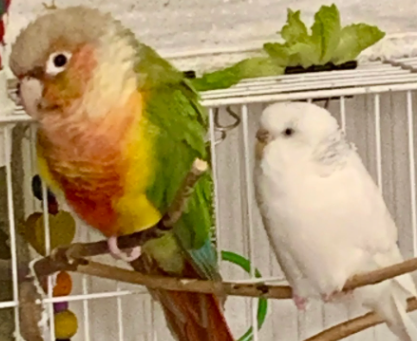 Parakeet Behavior