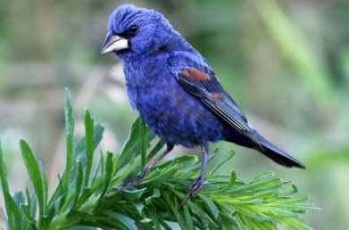 Blue Grosbeak 