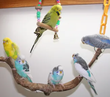 How Many Budgies Can Live Together