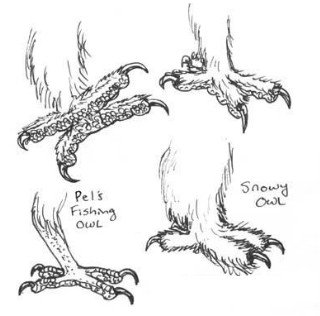 Anatomy of Owl Legs