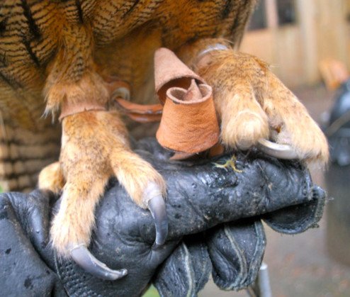 Owls Leg Health and Care